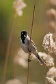 Reed bunting on reed - E